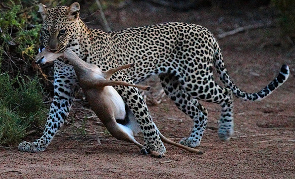 Leopardo con su presa